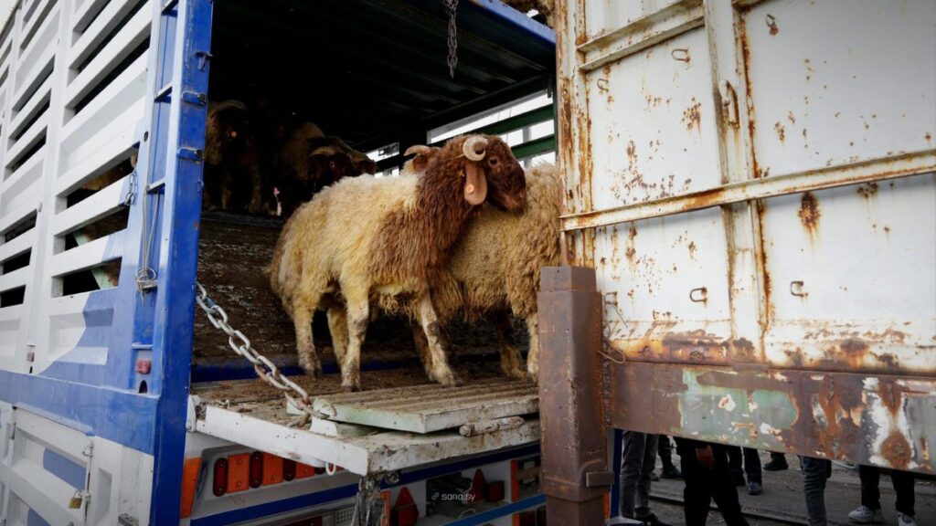 Livestock & Animal Transport Syria
